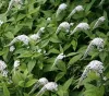 lysimachia-clethroides-gooseneck